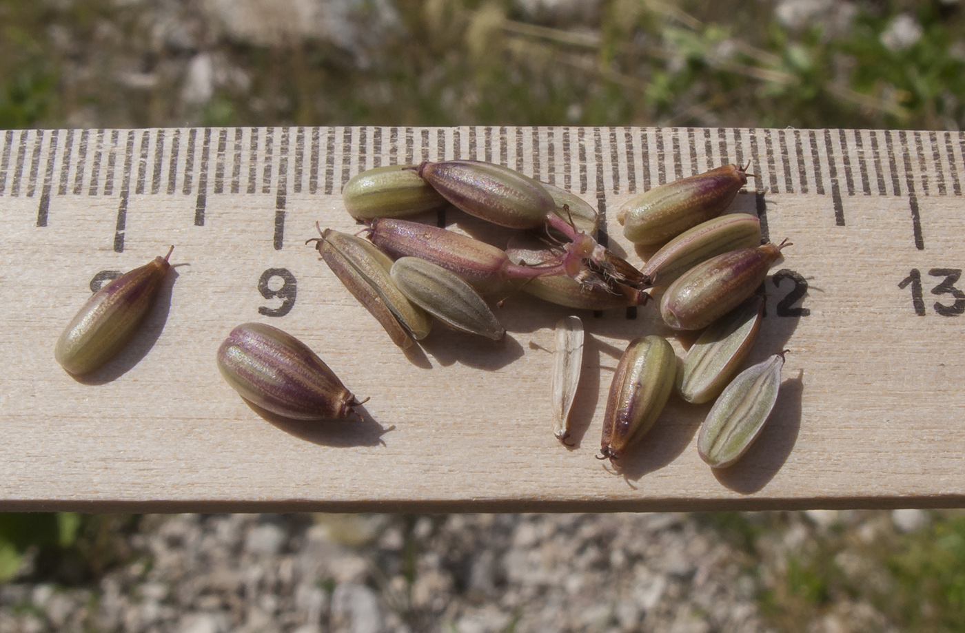 Image of Chaerophyllum aureum specimen.