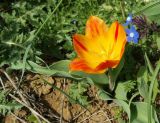 Tulipa suaveolens. Цветущее растение (cправа - цветущая Anchusa pusilla). Крым, Керченский п-ов, Опукский заповедник, приморская степь. 22.04.2019.