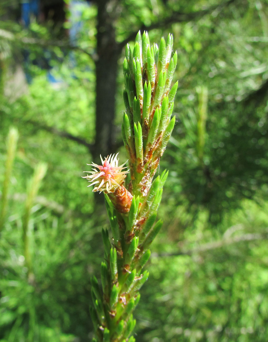 Изображение особи Pinus contorta.