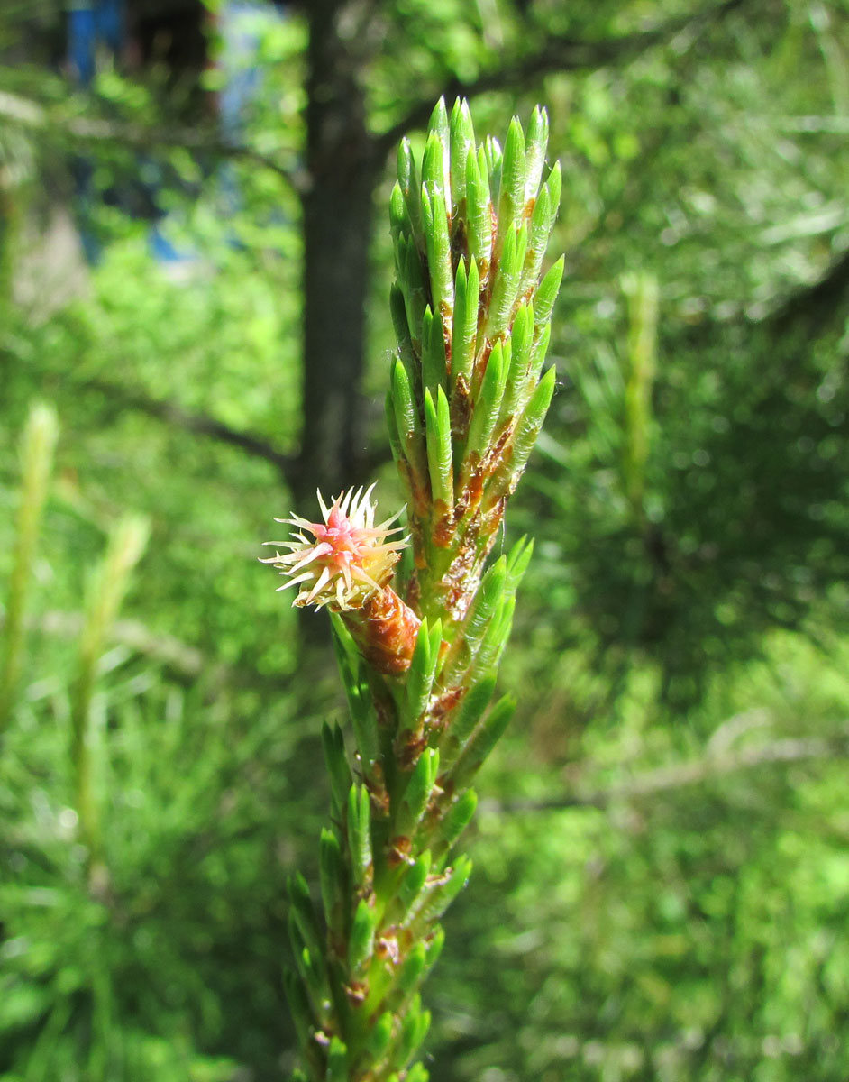 Image of Pinus contorta specimen.