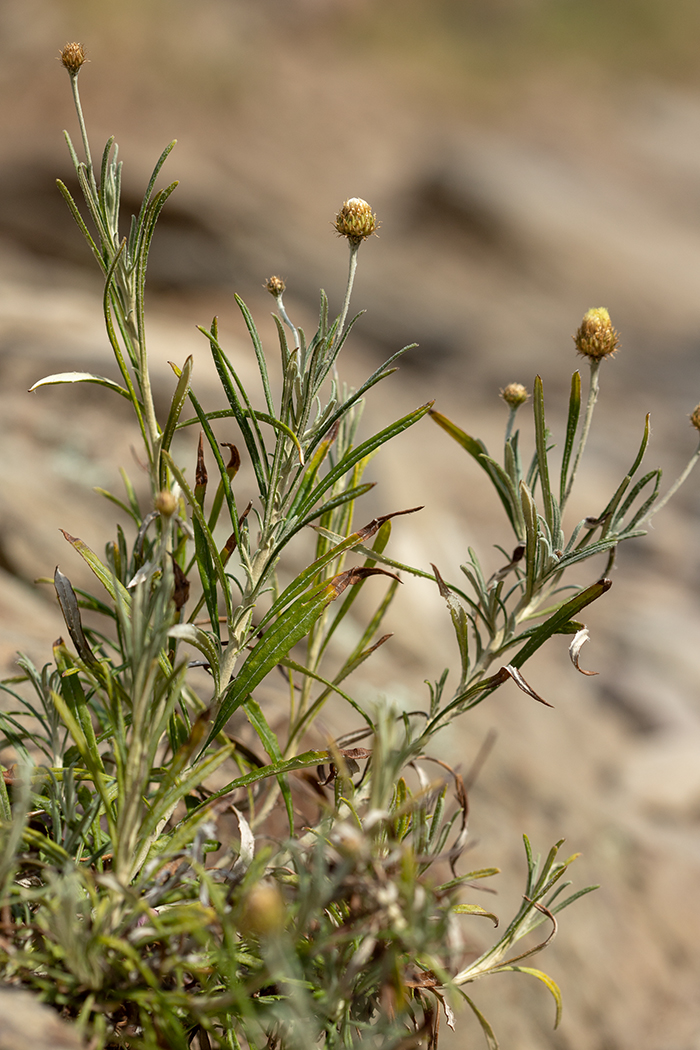 Image of Phagnalon saxatile specimen.