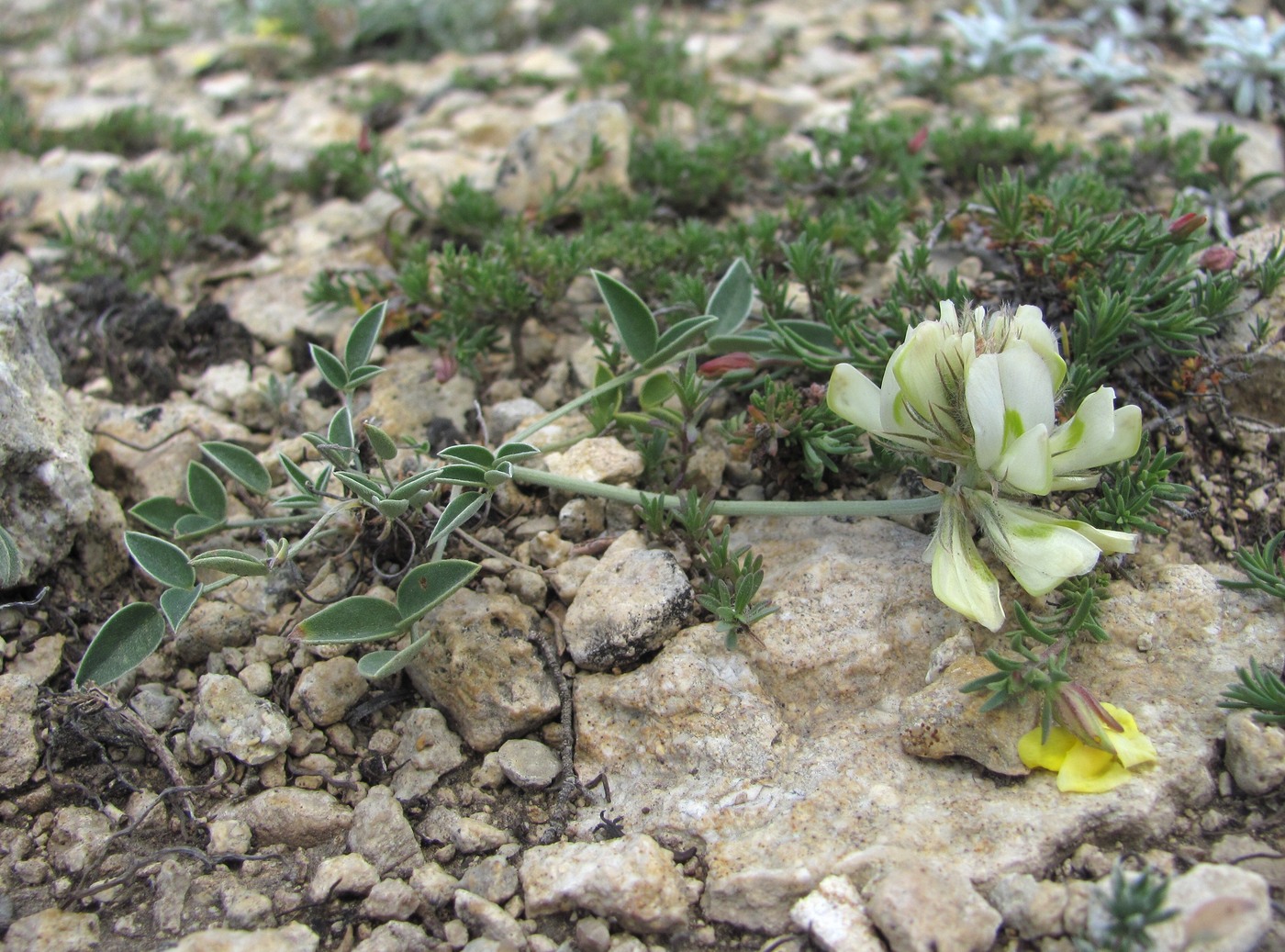 Изображение особи Hedysarum daghestanicum.