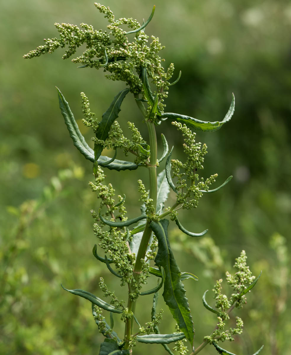 Изображение особи род Rumex.