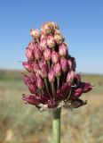 Allium regelianum