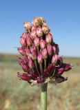 Allium regelianum. Соцветие. Крым, Керченский п-ов, окр. пос. Приморский, полынная степь на пастбище. 26 июня 2019 г.