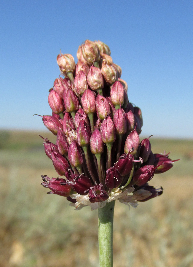 Image of Allium regelianum specimen.