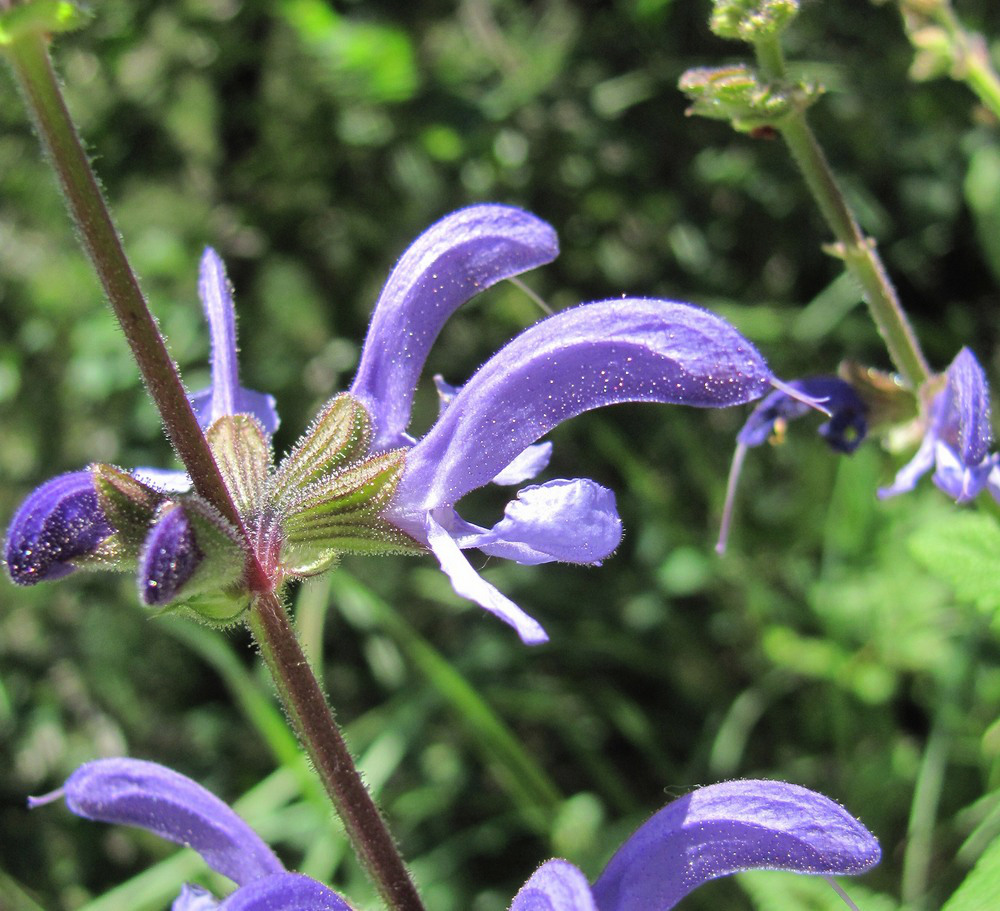 Изображение особи Salvia kuznetzovii.