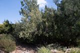 Kiggelaria africana