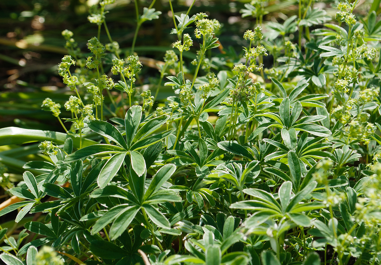 Изображение особи Alchemilla hoppeana.