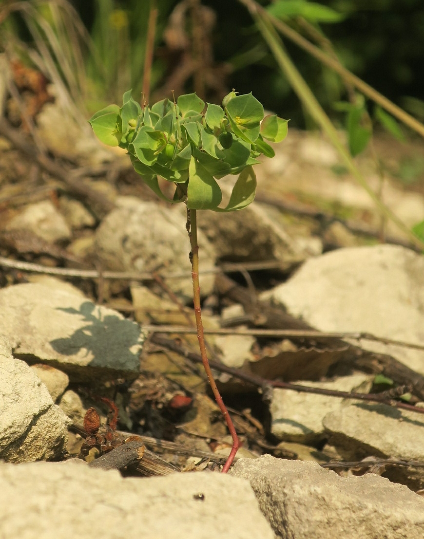 Image of Euphorbia falcata specimen.