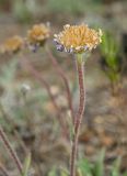 Aster serpentimontanus