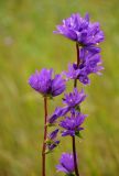 Campanula glomerata