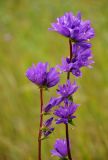 Campanula glomerata. Соцветия. Челябинская обл., Сосновский р-н, долина р. Миасс, окр. с. Кайгородово, залежь на опушке березняка. 08.08.2019.