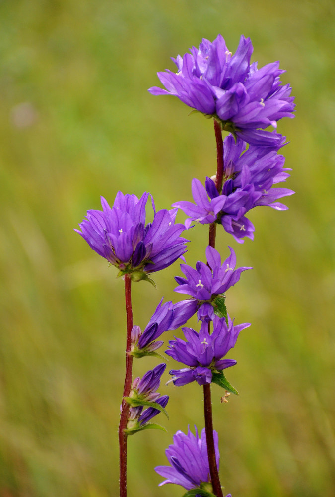 Image of Campanula glomerata specimen.