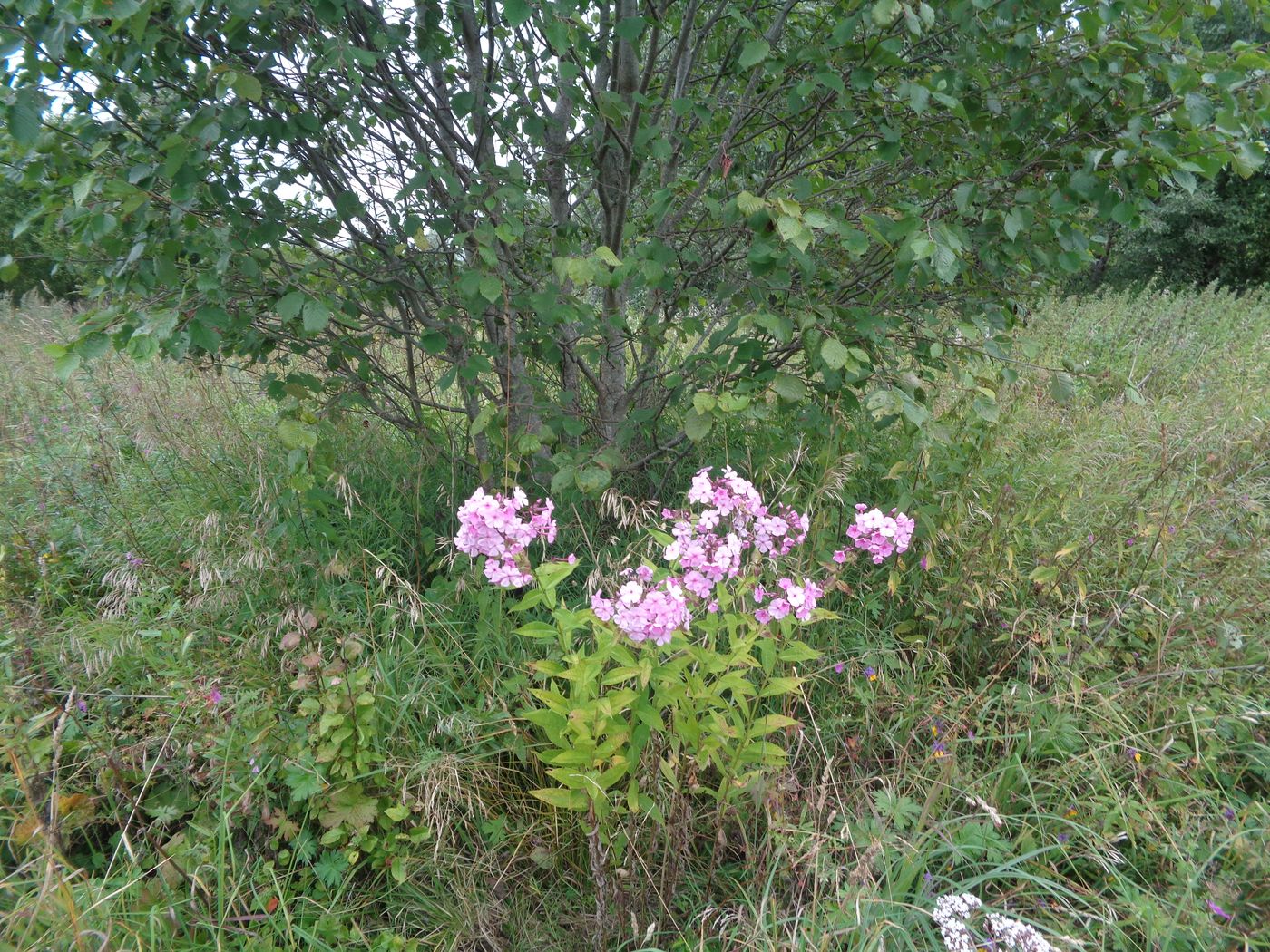 Изображение особи Phlox paniculata.