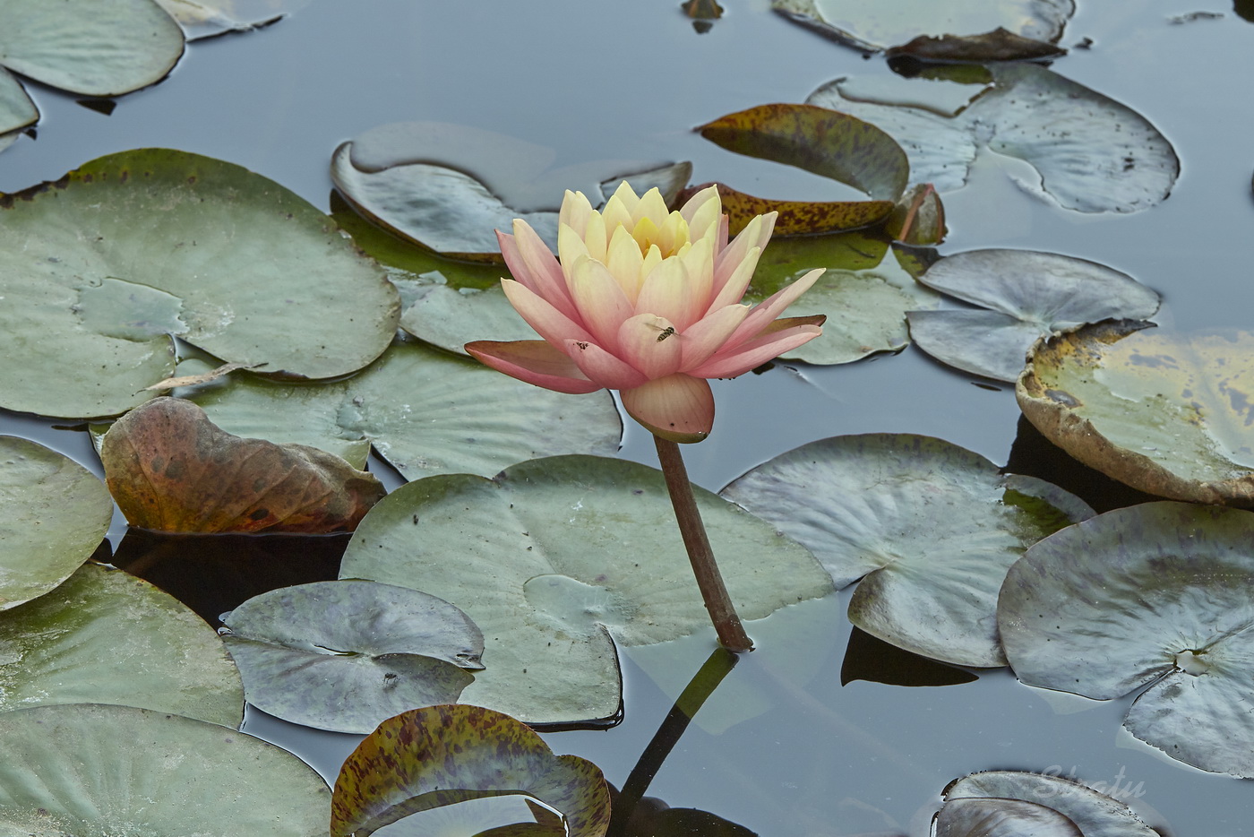 Изображение особи Nymphaea &times; marliacea.