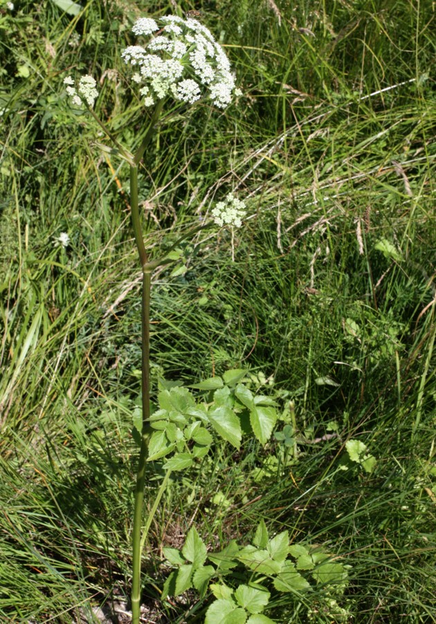 Image of Ostericum palustre specimen.