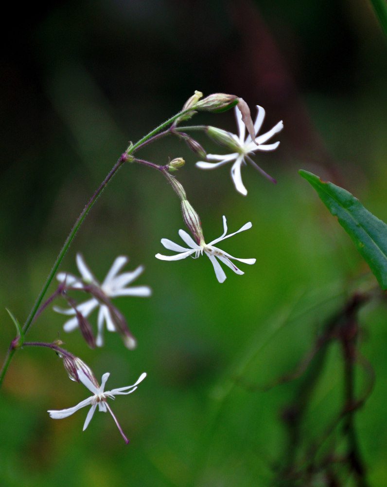 Image of Silene nutans specimen.