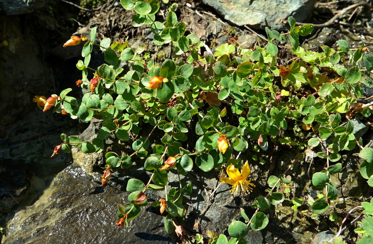 Image of Hypericum nummularioides specimen.