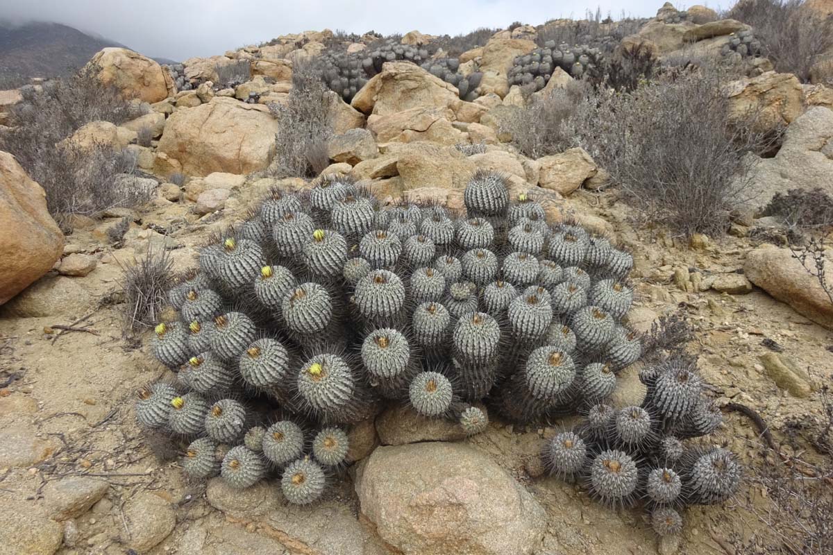 Изображение особи Copiapoa cinerea.