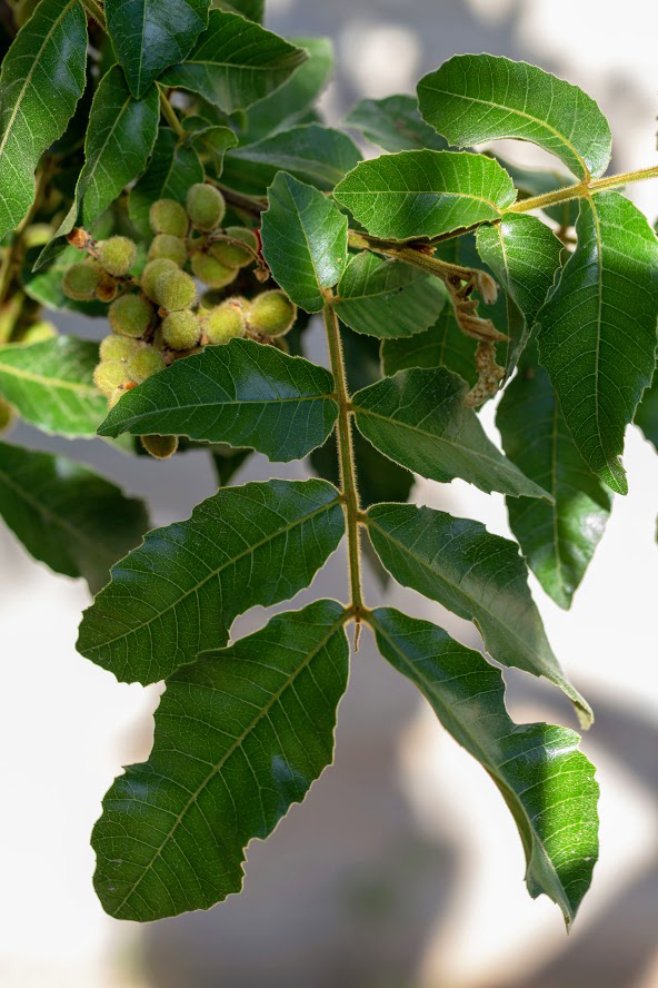 Изображение особи Alectryon tomentosum.