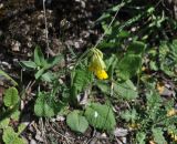 Primula macrocalyx. Цветущее растение. Грузия, край Самцхе-Джавахети, окр. села Цкордза, обочина грунтовой дороги. 27.04.2019.