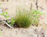 Equisetum arvense. Вегетирующее растение в сообществе Melilotus officinalis и Artemisia sp. Пермский край, г. Пермь, Кировский р-н, песчаный склон. 02.06.2019.