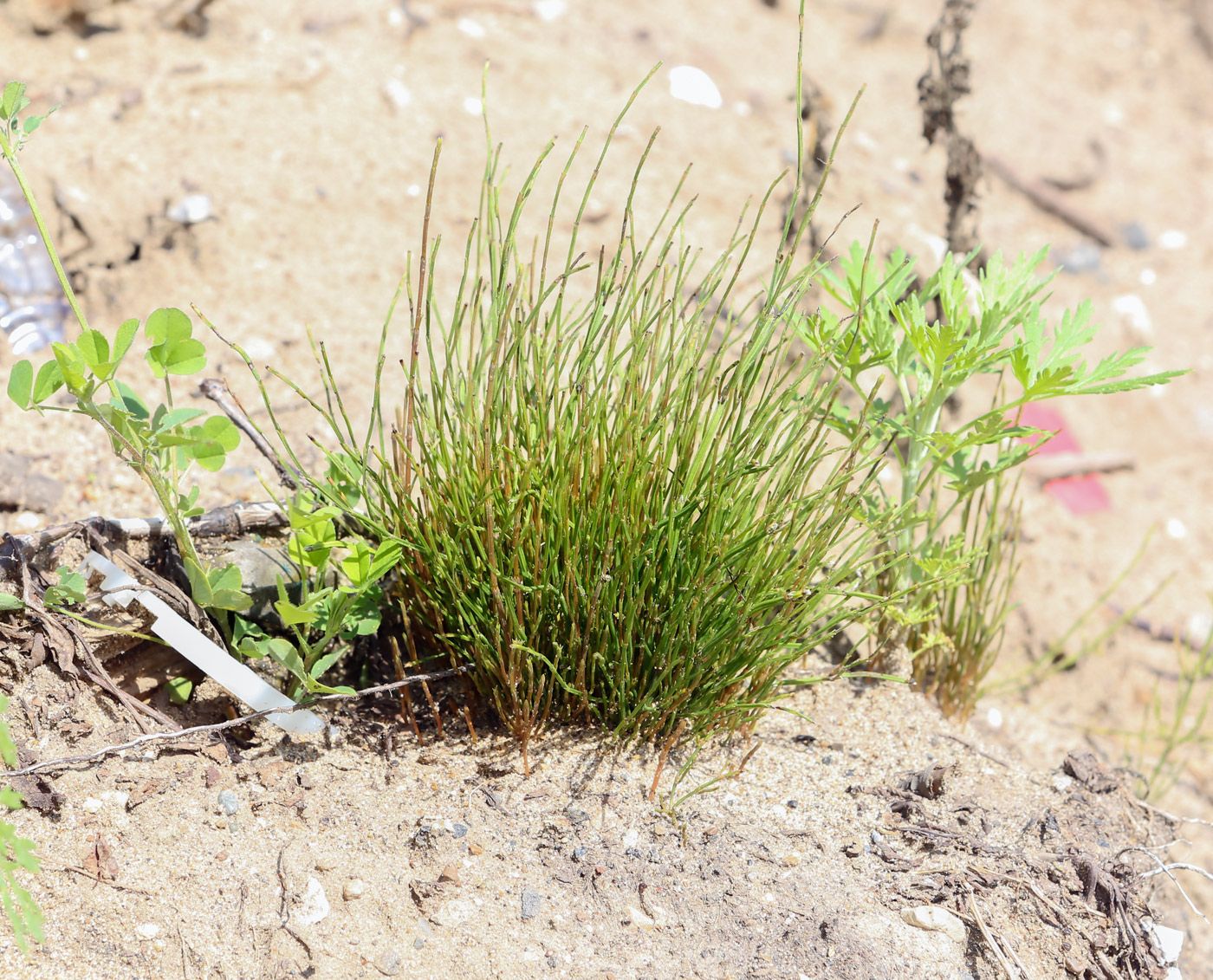Image of Equisetum arvense specimen.