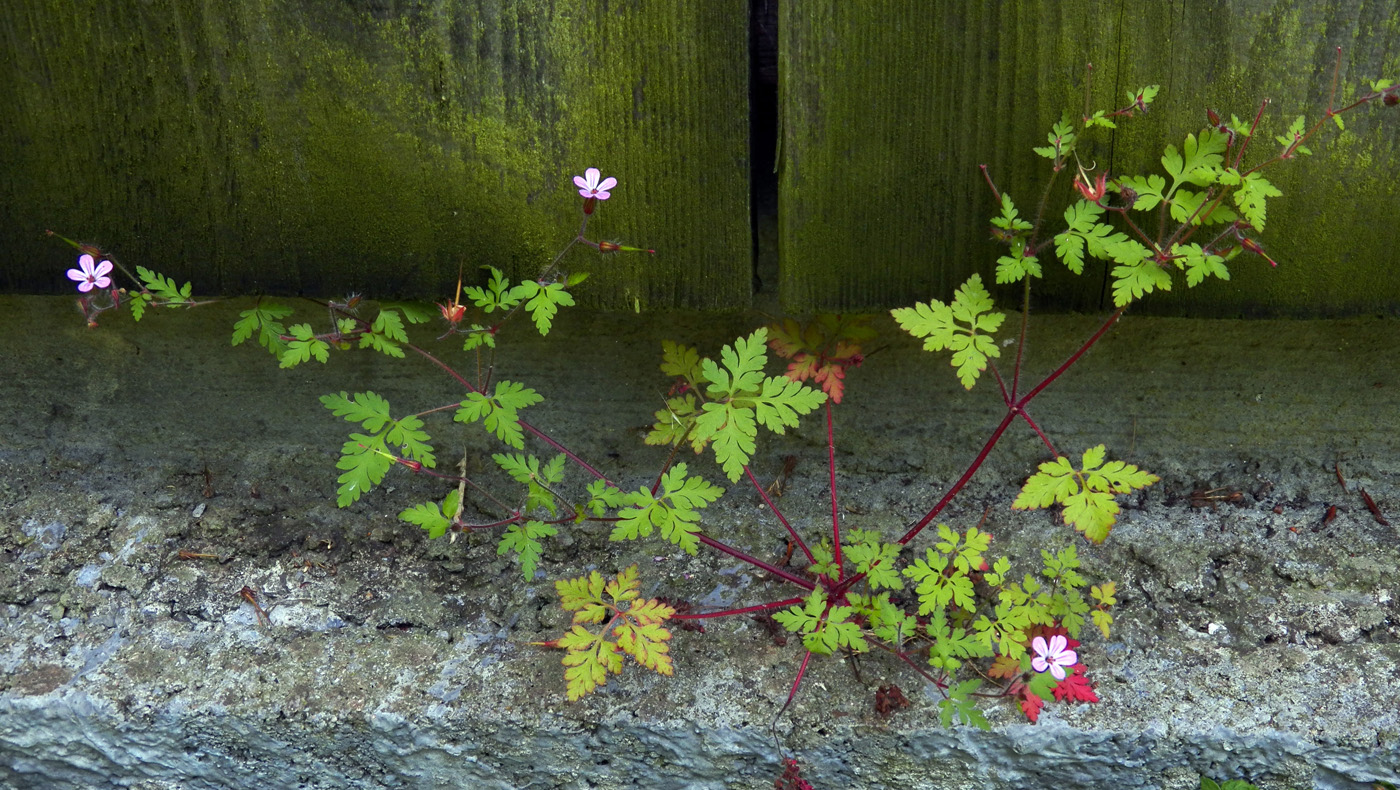 Image of Geranium robertianum specimen.
