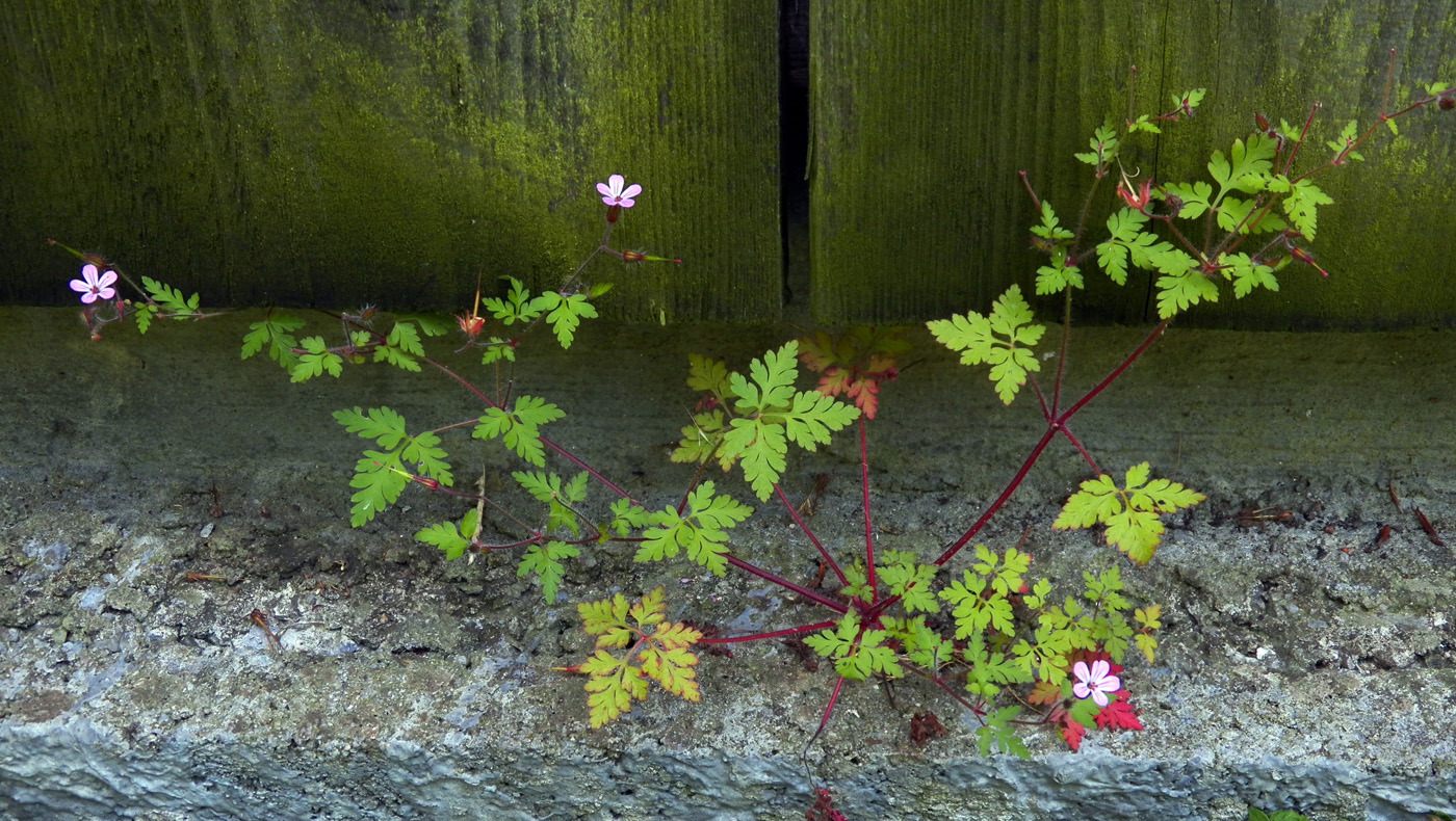 Изображение особи Geranium robertianum.