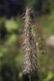 Phleum pratense