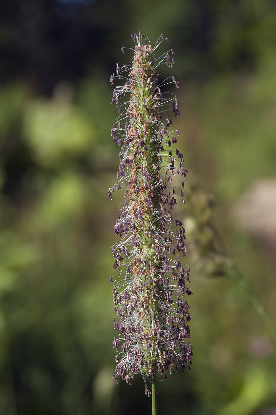 Image of Phleum pratense specimen.