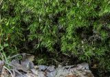 genus Dicranella