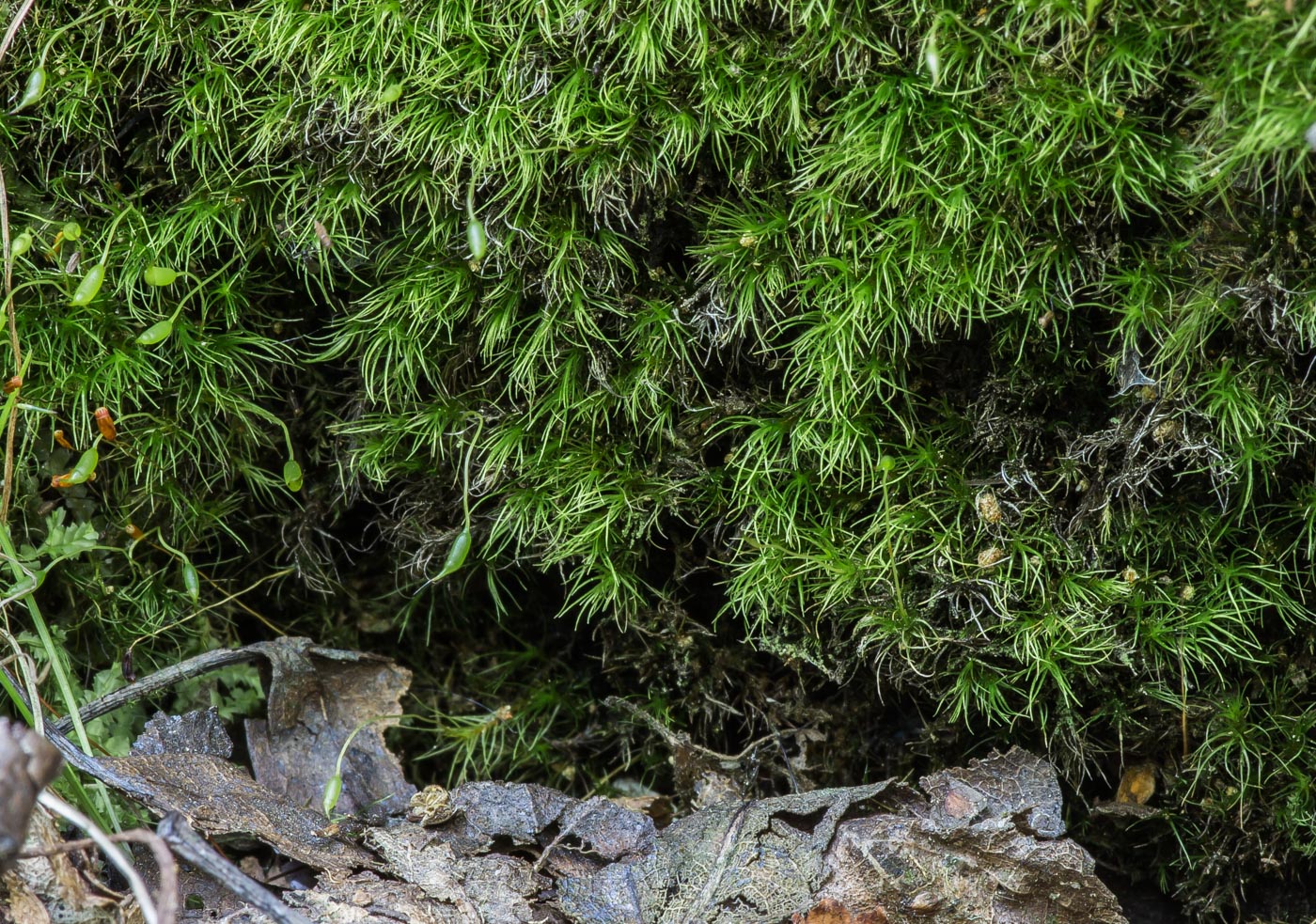 Image of genus Dicranella specimen.