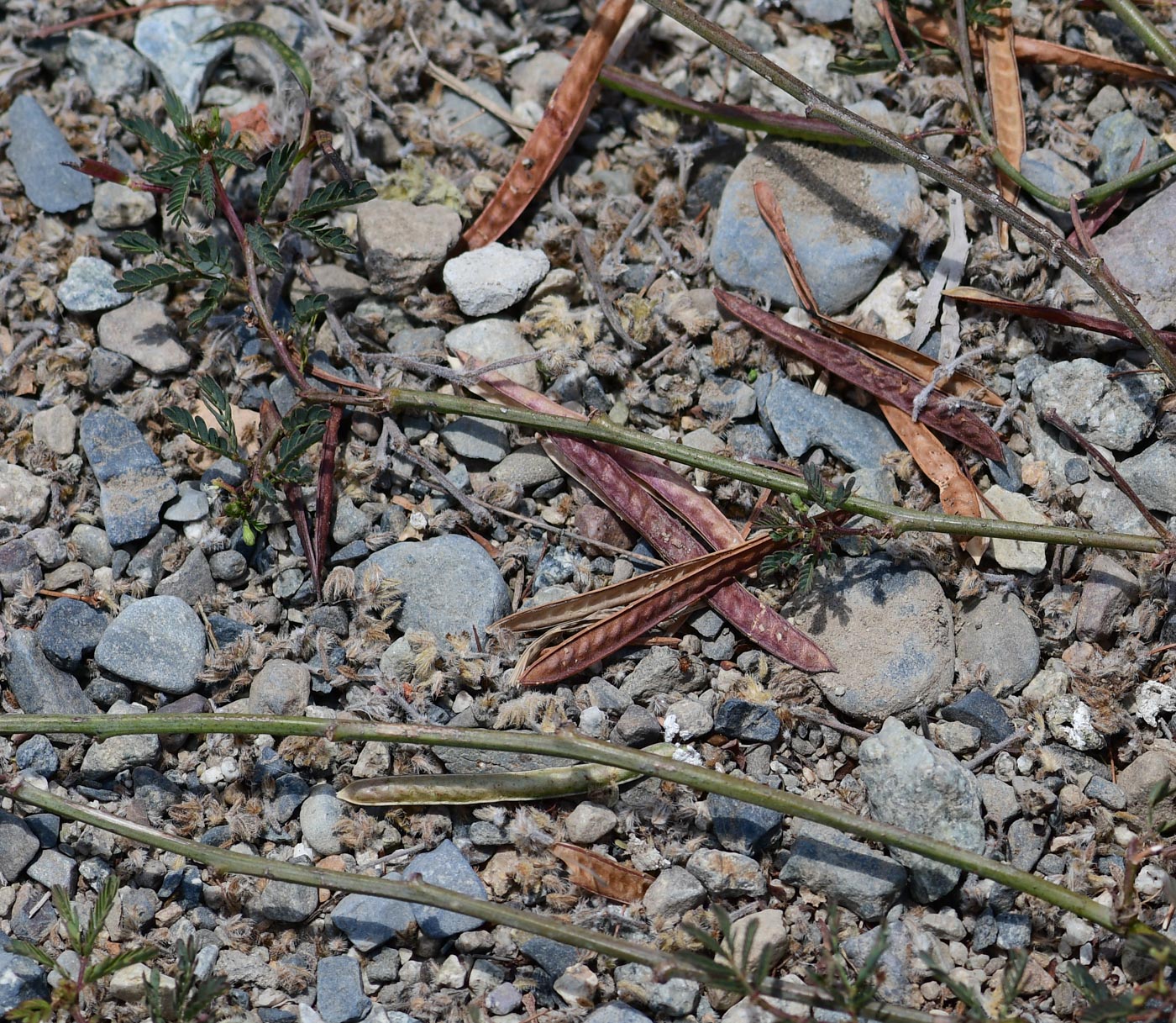 Image of Desmanthus virgatus specimen.