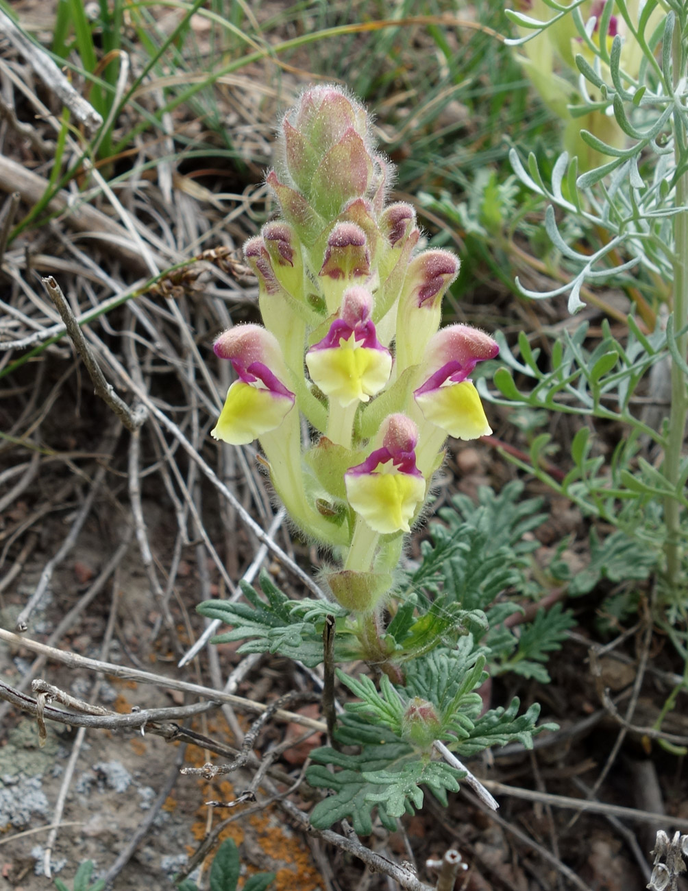 Изображение особи Scutellaria przewalskii.