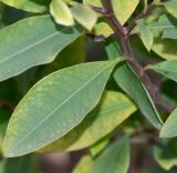 Erythroxylum coca