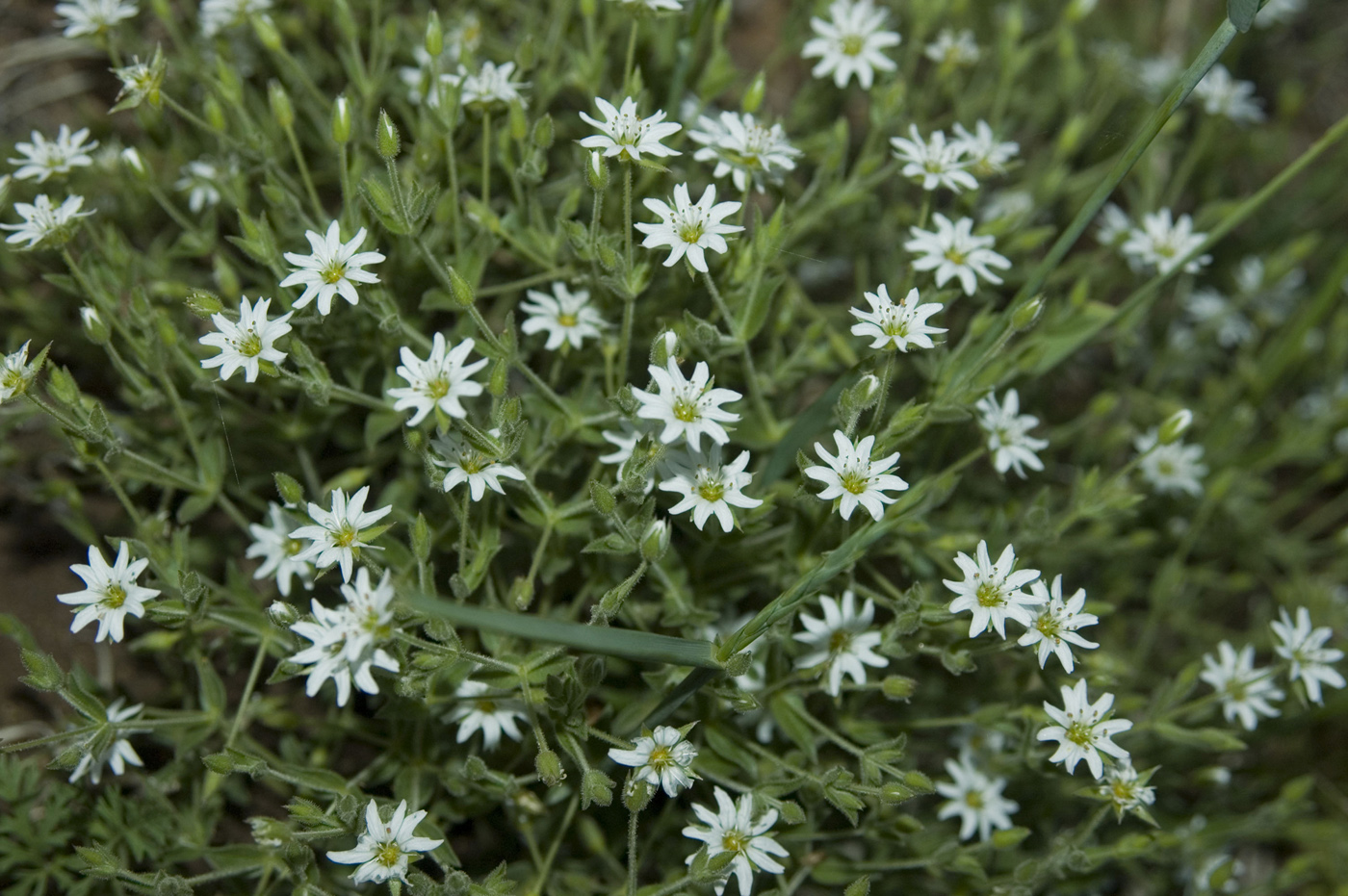 Image of Stellaria dichotoma specimen.