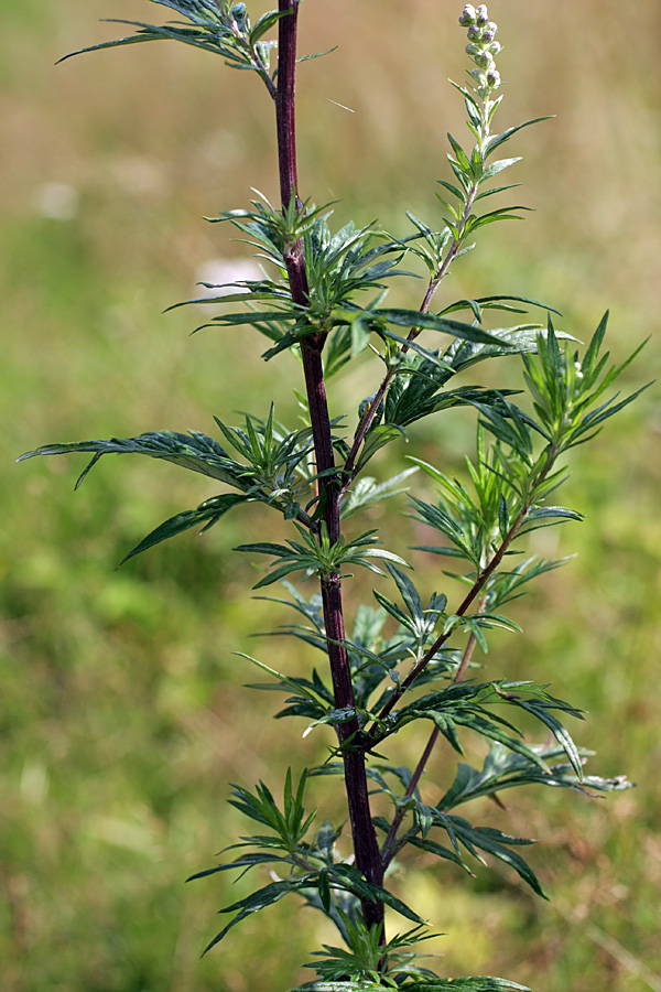 Изображение особи Artemisia vulgaris.