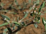 Polygonum maritimum