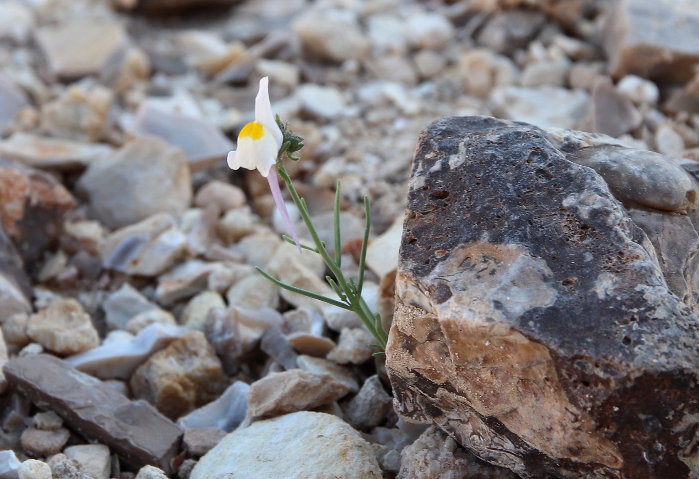 Image of Linaria haelava specimen.
