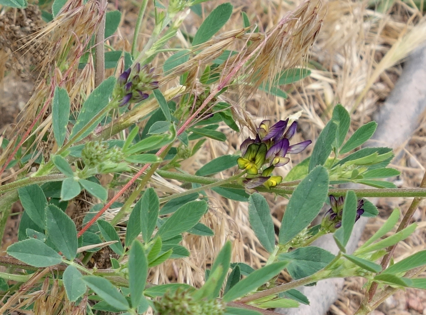 Image of Medicago × varia specimen.