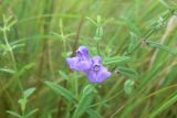Scutellaria ikonnikovii. Верхушка цветущего растения. Хабаровский край, р-н им. Лазо, окр. 3-го км быв. Оборской ж. д., осоко-вейнико-сфагновое болото, голубичник. 07.08.2010.