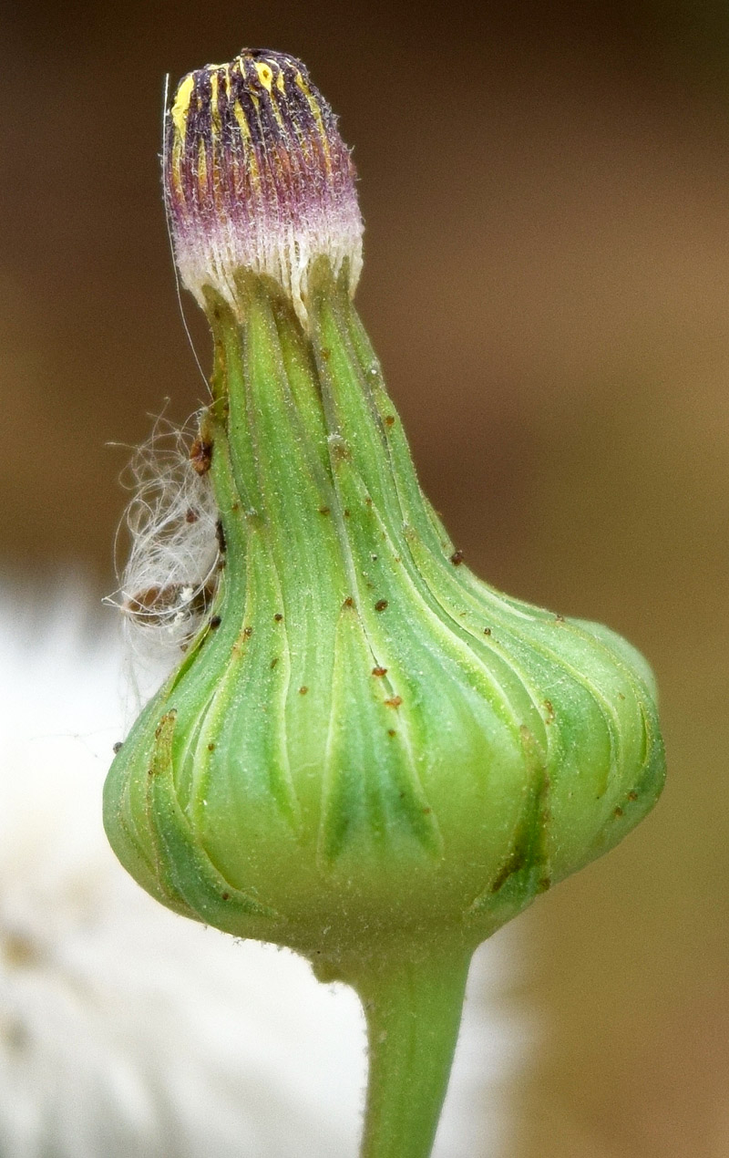 Image of Sonchus oleraceus specimen.