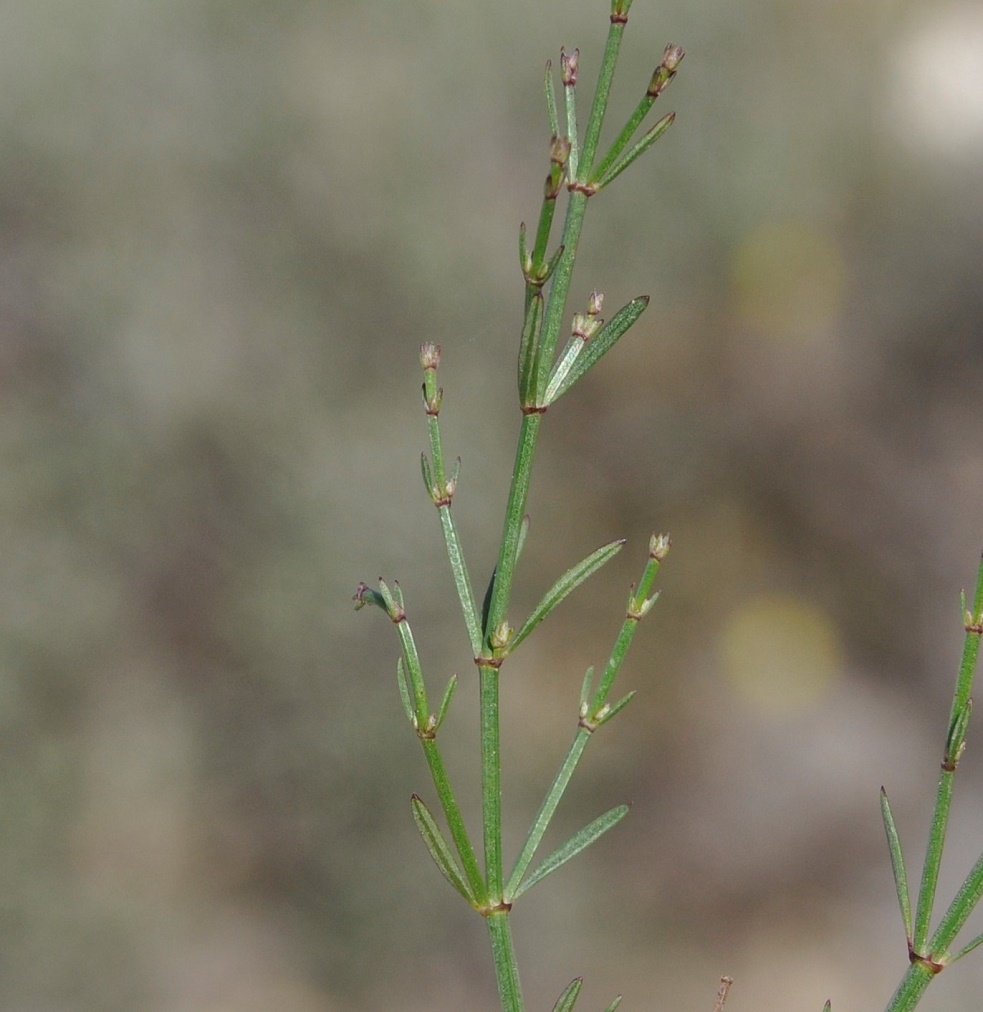 Image of Asperula cypria specimen.