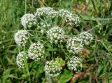Cicuta virosa