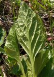 genus Viola. Лист (абаксиальная сторона). Украина, Запорожский р-н, Дурная балка, возле дороги, разнотравная степь. 01.05.2020.