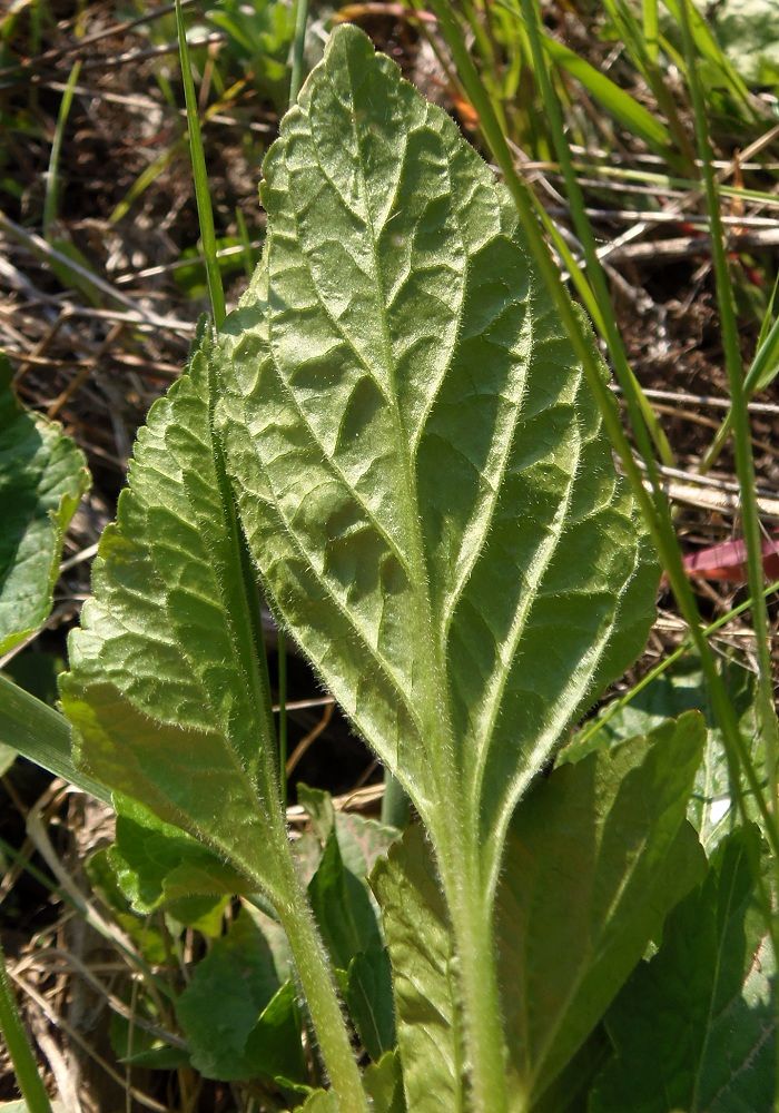 Image of genus Viola specimen.