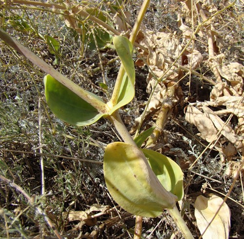 Изображение особи Gypsophila perfoliata.