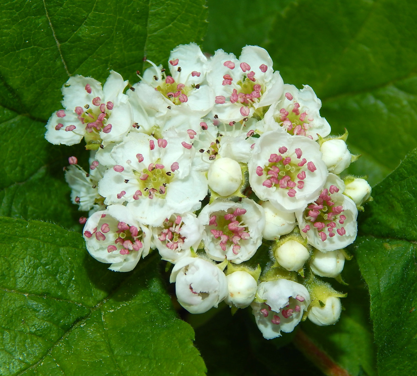 Image of genus Crataegus specimen.